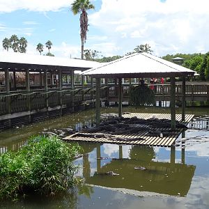 Alligator Enclosure at Gatorland