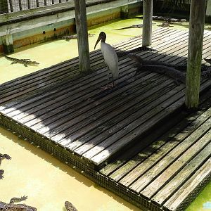 Alligator Enclosure at Gatorland