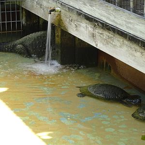 Dwarf Crocodile and Turtles at Gatorland