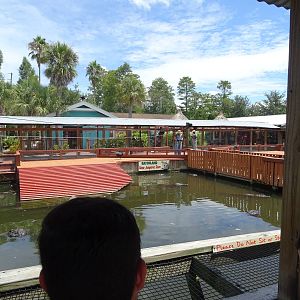 Gator Jumparoo Show at Gatorland