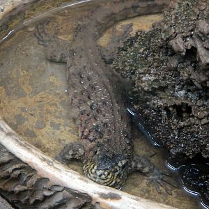 Chinese crocodile lizard (Shinisaurus crocodilurus)