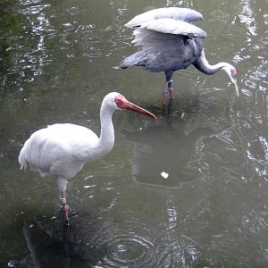 Siberian white crane