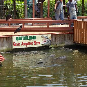 Gator Jumparoo Show at Gatorland