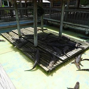 Alligator Enclosure at Gatorland