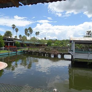 View Towards Flamingo Island at Gatorland