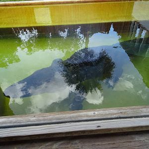 Chester the Dog Eater at Gatorland