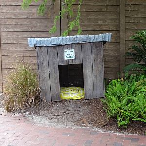 Huge Freeroaming Python at Gatorland
