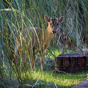 Reeves' muntjac : Whipsnade : 07 Sep 2014
