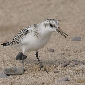 Sanderling
