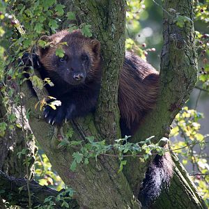 Wolverine : Whipsnade : 07 Sep 2014