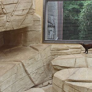 Ring-tailed Vontsira enclosure