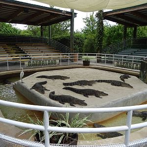 General View of Gator Wrestling Stadium at Gatorland