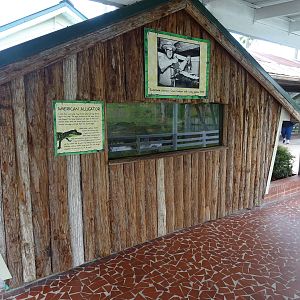 Baby Alligator Exhibit at Gatorland