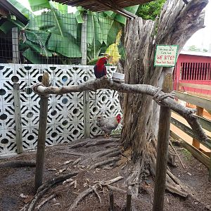 Eclectus Parrot at Gatorland
