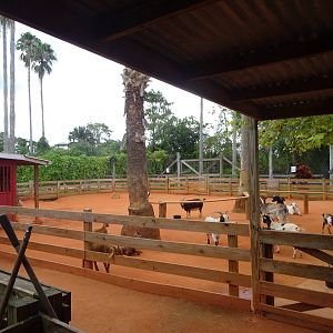 Goat Enclosure at Gatorland