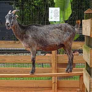 Goat at Gatorland