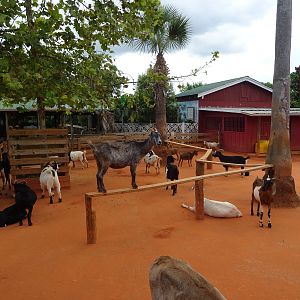 General View of the Petting Zoo at Gatorland