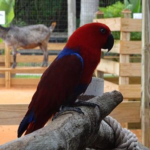 Eclectus Parrot at Gatorland