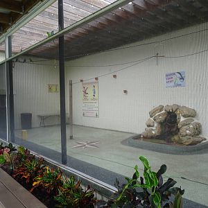 Walk-in Budgerigar Aviary at Gatorland