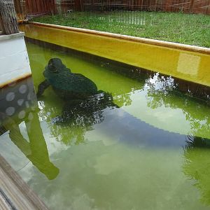 Chester the Dog Eater at Gatorland