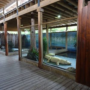General View of White Gator Swamp at Gatorland