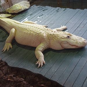 Leucistic Alligator at Gatorland