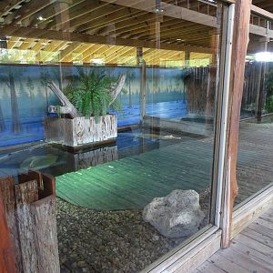White Alligator Exhibit at Gatorland