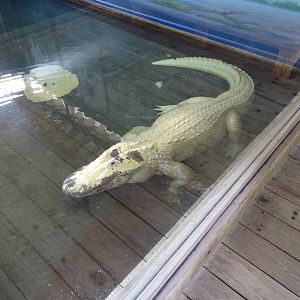 Leucistic Alligator at Gatorland