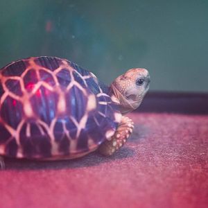 Burmese Star Tortoise