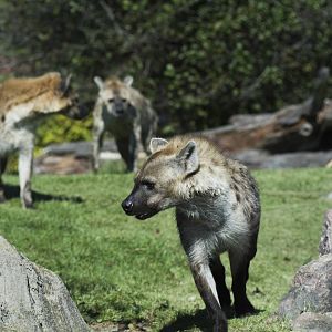 Hyena Trio