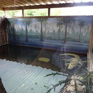 White Alligator Exhibit at Gatorland