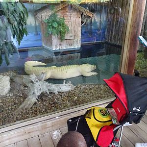 White Alligator Exhibit at Gatorland