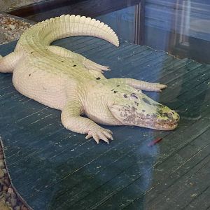 Leucistic Alligator at Gatorland