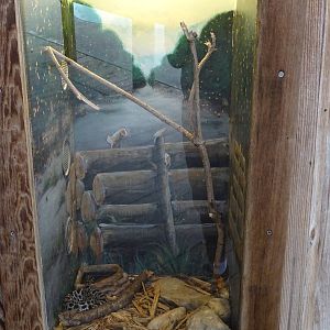 Pygmy Rattlesnake Exhibit at Gatorland