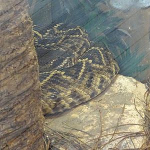 Eastern Diamondback Rattlesnake at Gatorland