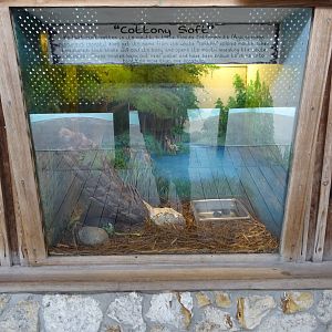 Florida Cottonmouth Exhibit at Gatorland