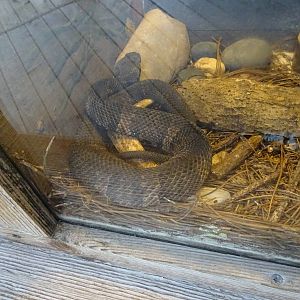 Baby Water Moccasin at Gatorland