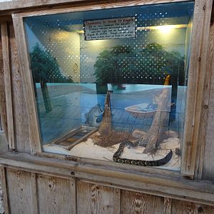 Canebrake Rattlesnake Exhibit at Gatorland