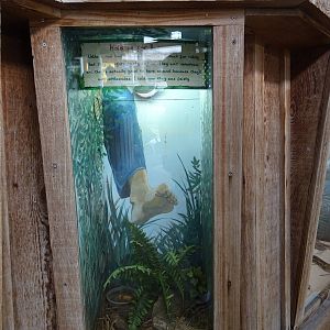 Bullsnake Exhibit at Gatorland