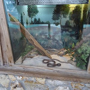 Coachwhip Snake Exhibit at Gatorland