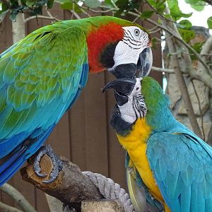 Macaws at Gatorland