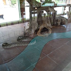 Interior View of the Python House at Gatorland