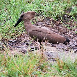Hamerkop