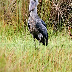 Shoebill