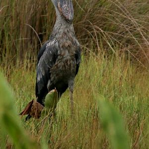 Shoebill