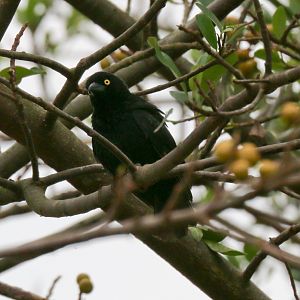 Veillot's Black Weaver