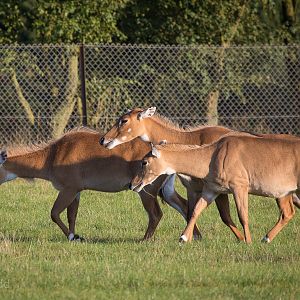Nilgai : Whipsnade : 07 Sep 2014
