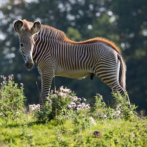 Grevy's zebra : Whipsnade : 07 Sep 2014