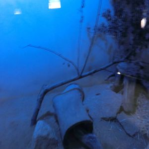 saharan striped weasel exhibit