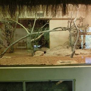 hausa genet exhibit - Zoo Plzen